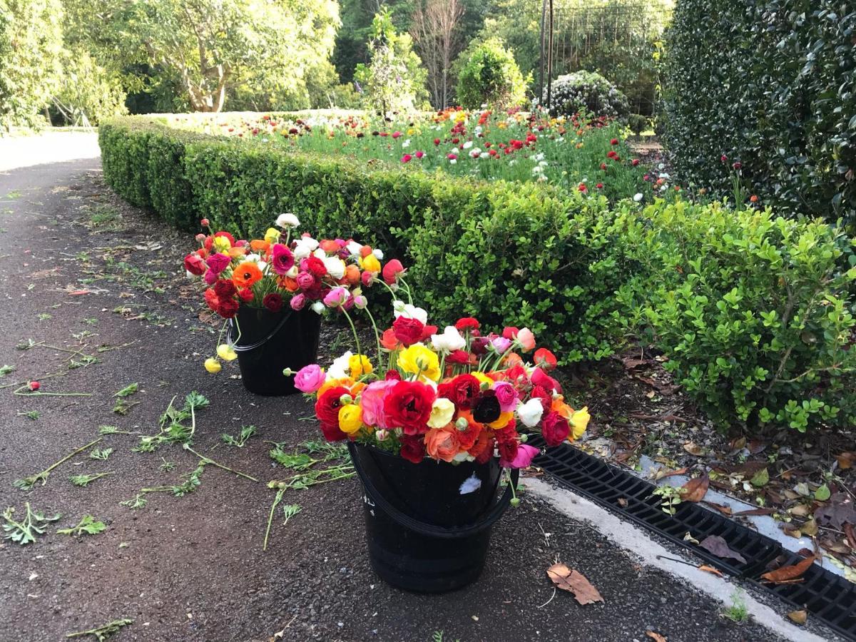 Flower Farm Tamborine Mountain Mount Tamborine Bagian luar foto