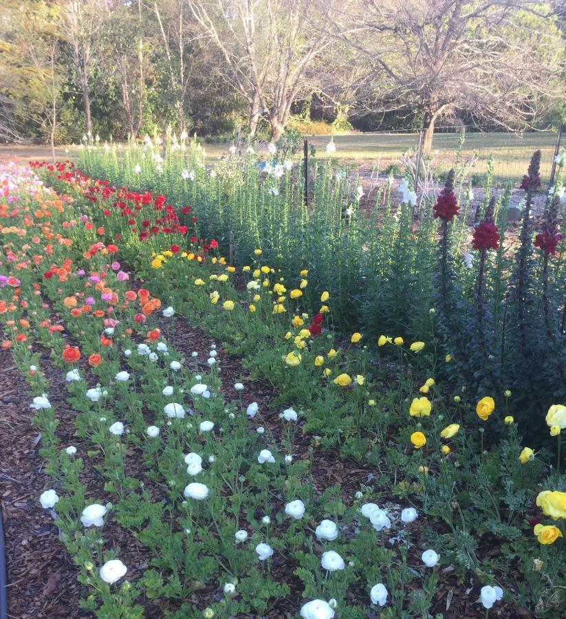 Flower Farm Tamborine Mountain Mount Tamborine Bagian luar foto