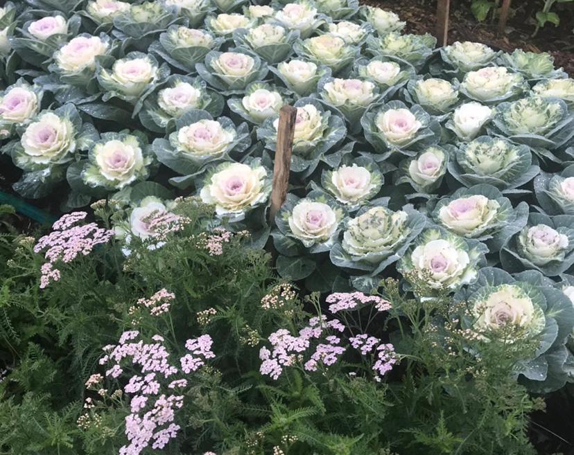 Flower Farm Tamborine Mountain Mount Tamborine Bagian luar foto
