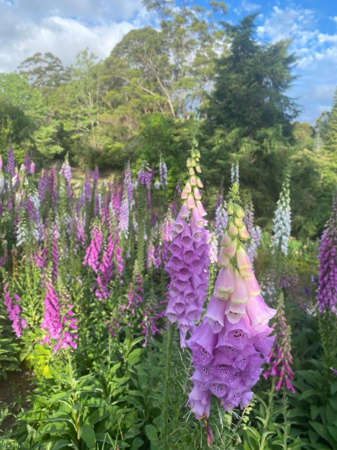 Flower Farm Tamborine Mountain Mount Tamborine Bagian luar foto